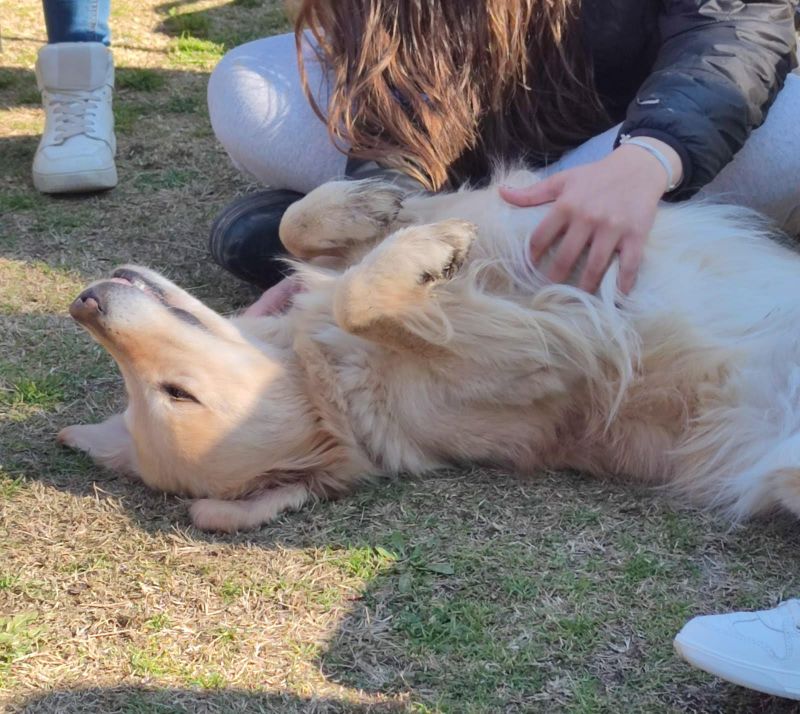 Beneficios de la Intervención asistida con animales  en salud mental